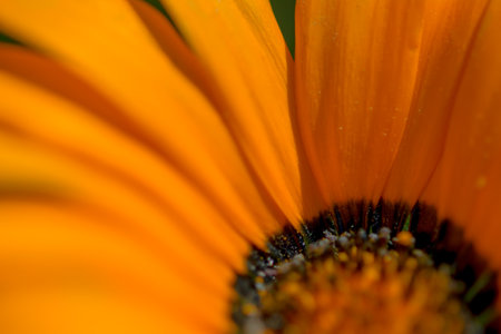 a living flower in a macro shot,の写真素材