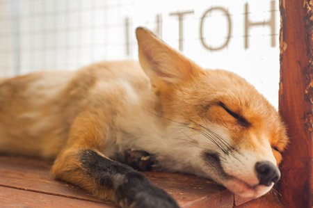 Sleeping fox on a board in a petting zoo