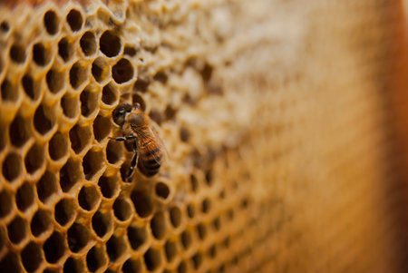 Honeycomb as background, frame with honey