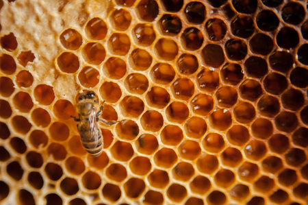 Honeycomb as background, frame with honey