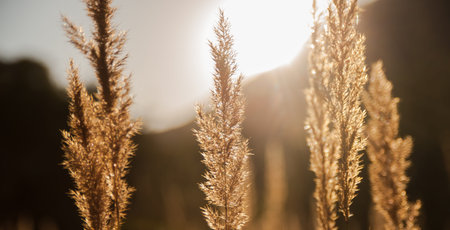 Dry stems of wild grass on the golden rays of sunset