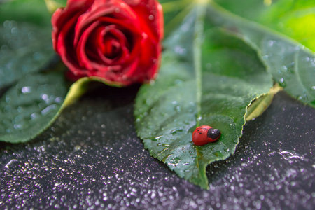 Ladybug on the background of a flower with a green leaf.の写真素材