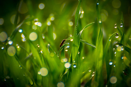 Morning dew on spring green grass, water droplets