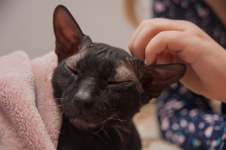 A dark-colored Sphynx cat basks in the caresses of a personの写真素材