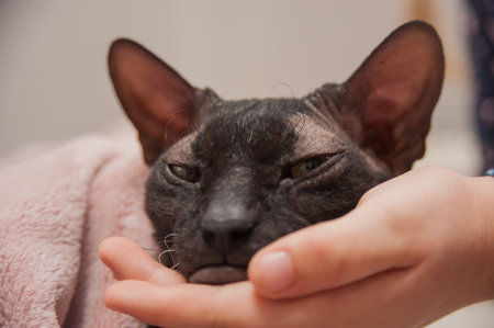 A dark-colored Sphynx cat basks in the caresses of a personの写真素材