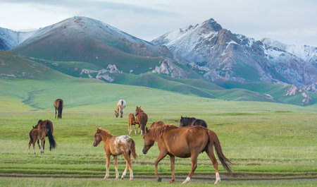 Horses and a stallion graze in the mountains of Kyrgyzstanの写真素材