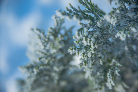 snow on tree background image