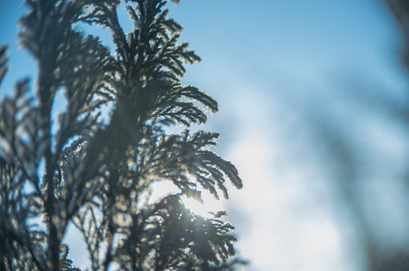 snow on tree background imageの写真素材