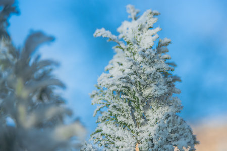 snow on tree background imageの写真素材