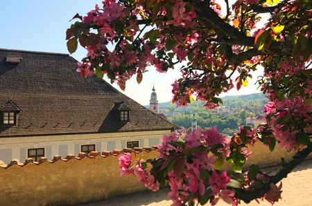 Beautiful spring view to church and castle in Cesky Krumlov, Czech Republic. Sakura flowers blooming.のeditorial素材