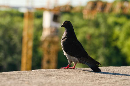 Close-up view of one grey Dove. One pigeon is standing on stone parathet. Abstract blurry background. Pigeon in the city. Concept photo of wild animals in the city. City birds.の写真素材