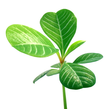 Small green sprout macro. It is isolated on a white background.の写真素材