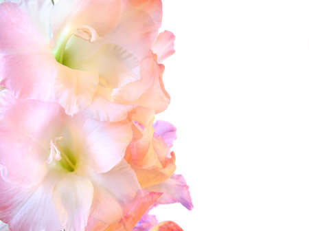 Branch of gladioluses pink and lilac with two blossoms close up on the top. It is isolated on a white background.の写真素材