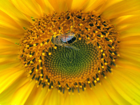 Sunflower macro. Bee pollinates it.の写真素材