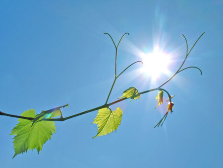 Young leafs of grapevine reach for the sun.の写真素材