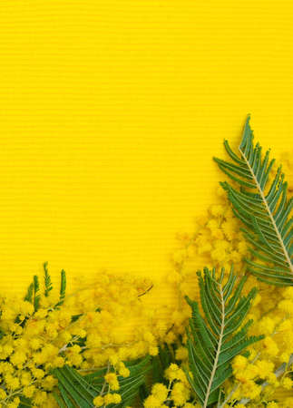 Flower pattern  mimosa  silver wattle  branch on yellow textile background の写真素材