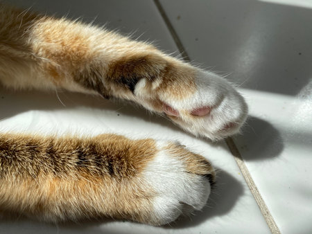 the paws tricolor catの写真素材