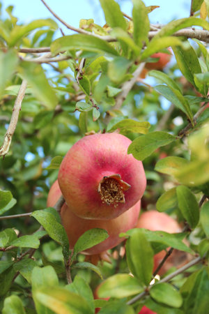 Flowers and nature views of the island of Rhodes, Greece / Flowers and nature views of the island of...