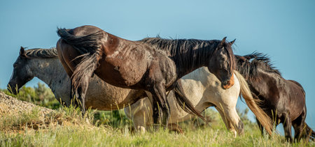 Today, herds roam freely across the park's rolling landscapes, canyons, and grassy plains.