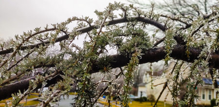 A fragile and captivating landscape after a winter frost or ice stormの写真素材