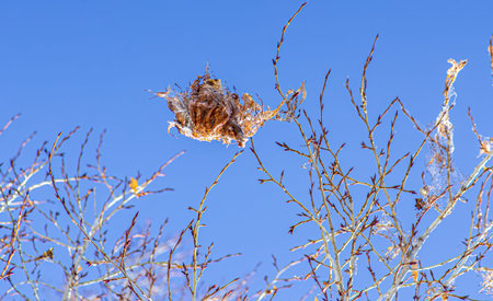 These are attentive, almost intimate observations of the details of the surrounding world.の写真素材