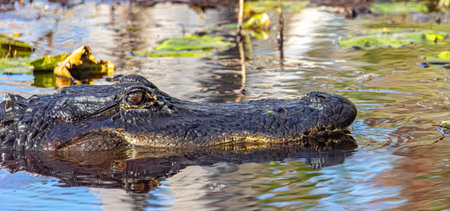 One of the largest and most unique swamp areas.