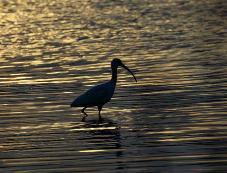 Herons, turtles, and a variety of waterfowl can be seen here.の写真素材