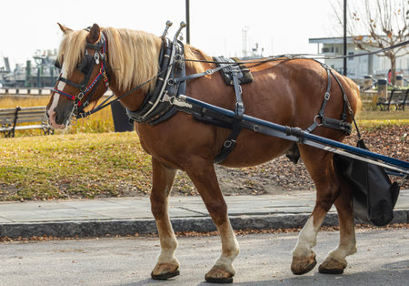 Narrow cobblestone streets, pastel facades, wrought-iron balconiesの写真素材