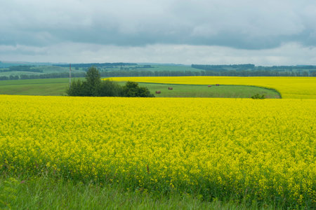 Yellow flowers cultivated on the hills and hay