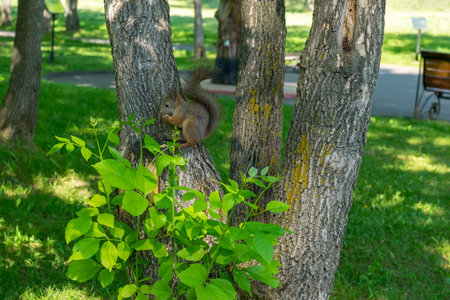 brown furry squirrel eats and looks wary straight