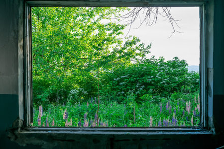 Trees of the destroyed building
