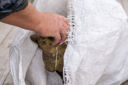 big potatoes in a man's hand