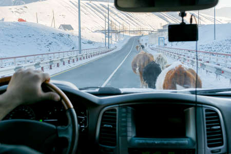 cows blocked the roadの写真素材