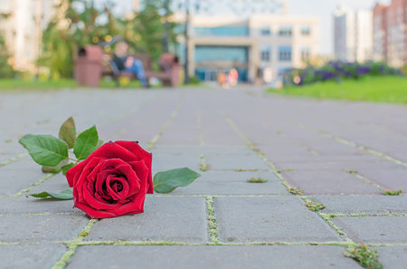 red rose lies on the path in the city park