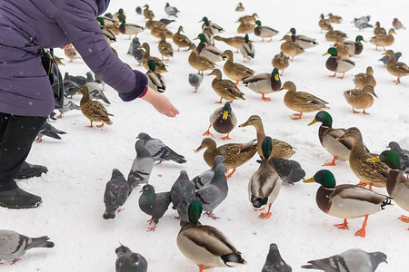 the hand of an elderly woman feeds Wild Siberian ducks, mallards, next to pigeons in winter on the snowの写真素材