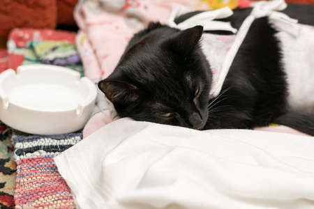 a black sick cat is lying at the saucerの写真素材