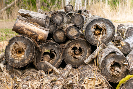 a pile of fallen old rotten logs