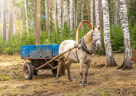 a white horse harnessed to a cartの写真素材