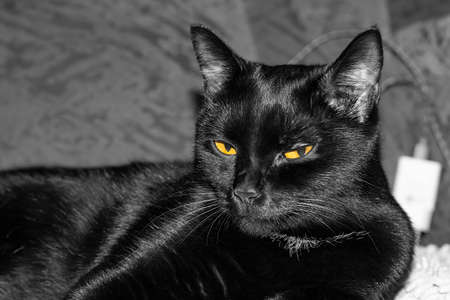 the imperturbable face of a shiny black cat with yellow eyesの写真素材