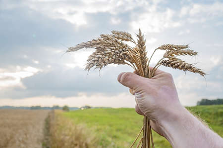 a people hand holds spikelets of wheatの写真素材