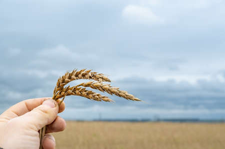 spikelet with wheat grains in the hand of a manの写真素材