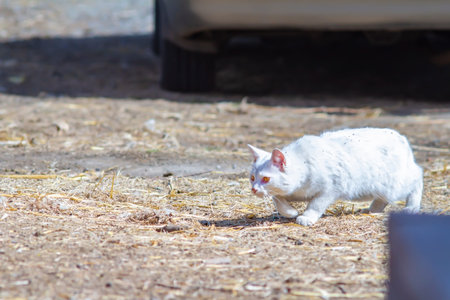white cat hunts near car in village yardの写真素材