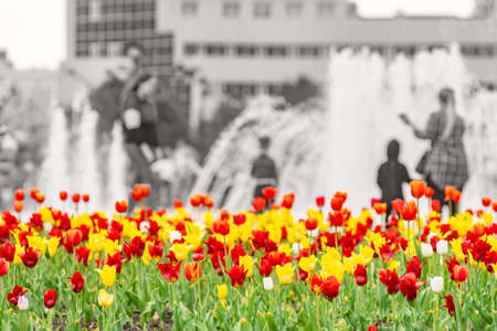 colorful, red, yellow and white tulips grow in a flower bed in a city parkの写真素材