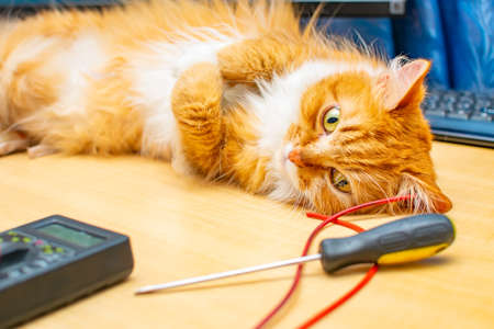 a red cat is lying on a work desk near the computer and keyboardの写真素材