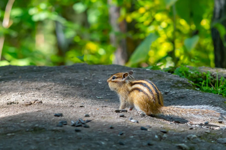 red brown Siberian chipmunk with black stripesの写真素材