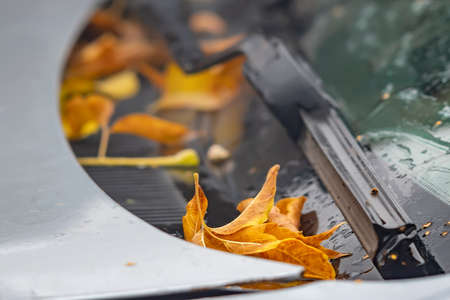 fallen dry autumn leaves are lying on the carの写真素材