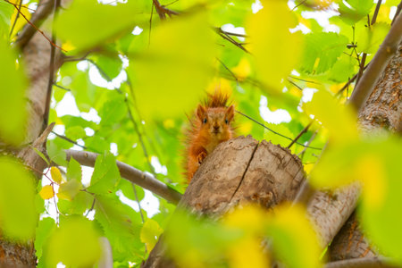a silly little squirrel sits on a tree among the yellow autumn leaves around him and looks at the...