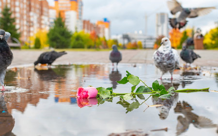 discarded scarlet rose flower lies in a puddle in a parkの写真素材