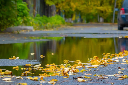 sad view of fallen dry yellow leaves of trees