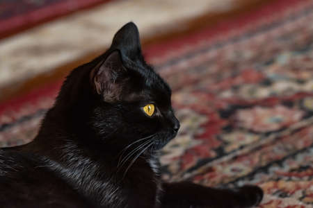 muzzle of a black cat with yellow eyesの写真素材